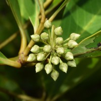 Aegiceras corniculatum (L.) Blanco